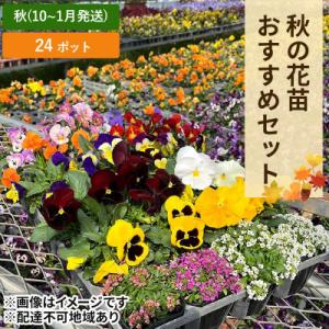 ふるさと納税 赤磐市 秋 の 花苗 おすすめ セット 24ポット(10〜1月発送) [NO5765-...