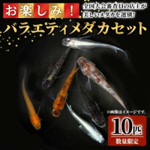 ふるさと納税 境港市 &lt;数量限定&gt;お楽しみ!バラエティメダカ10匹セット
