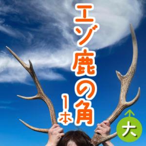 ふるさと納税 苫前町 エゾ鹿の角 大1本(55c...の商品画像