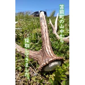 ふるさと納税 苫前町 エゾ鹿の角 大1本(55...の詳細画像1