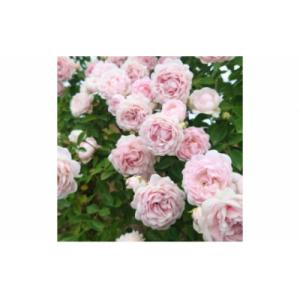 ふるさと納税 飯能市 【Apple Roses】バラ苗『ハルシオン』新苗育成苗6号ポット植え[52210947]