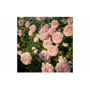 ふるさと納税 飯能市 【Apple Roses...の詳細画像1