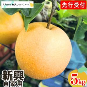 ふるさと納税 三条市 先行受付 和梨 新興 自家用 約5kg 令和8年度 しなのがわジューシーファーム 【010S494】