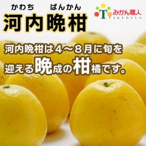 ふるさと納税 愛南町 訳あり みかん職人武田屋 河内晩柑 大玉 10kg (なくなり次第終了)　みかん 果物 フルーツ