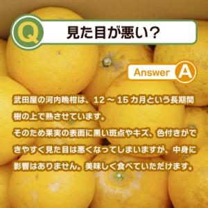 ふるさと納税 愛南町 訳あり みかん職人武田屋...の詳細画像2