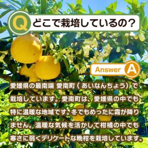 ふるさと納税 愛南町 訳あり みかん職人武田屋...の詳細画像3