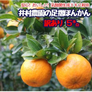 ふるさと納税 土佐清水市 【R9年1月発送】家庭用だけど家庭用じゃない!? 訳あり 足摺ぽんかん 5...