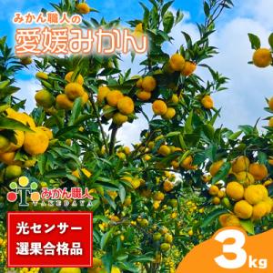 ふるさと納税 愛南町 期間限定 訳あり 愛媛みかん 約3kg 蜜柑 ミカン みかん職人武田屋 愛南町