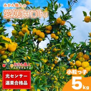 ふるさと納税 愛南町 訳あり 愛媛みかん 小粒っ子 約5kg ミカン 蜜柑 みかん職人武田屋 愛南町