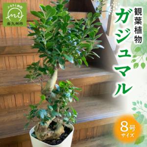ふるさと納税 南九州市 【4月以降(九州地方から)発送】観葉植物 ガジュマル1鉢