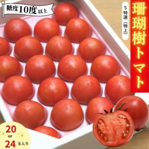 ふるさと納税 小松島市 【2027年先行受付】珊瑚樹トマト S特選 約1kg【糖度10度以上】※20...