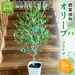 ふるさと納税 南九州市 【4月以降(九州地方から)発送】観葉植物 オリーブ(ひなかぜ)1鉢