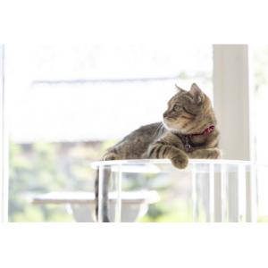 ふるさと納税 小牧市 アクリル製キャットタワー...の詳細画像2