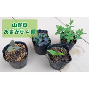 ふるさと納税 佐川町 ヤマシャクヤク+種から育てた(内容お任せ)山野草3種 全4種4鉢(9cmポット...