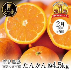 ふるさと納税 南さつま市 【2月中旬発送開始】鹿児島県産 ブランドたんかん 約4.5kg フルーツ ...