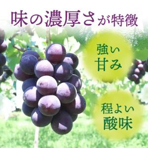 ふるさと納税 小牧市 種無し巨峰 約3kg(約...の詳細画像2