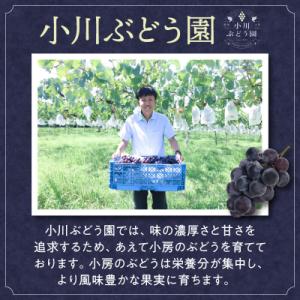 ふるさと納税 小牧市 種無し巨峰 約3kg(約...の詳細画像3