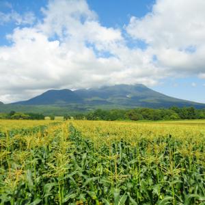 ふるさと納税 弘前市 とうもろこし 嶽きみ真空...の詳細画像3