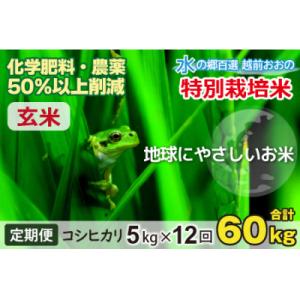ふるさと納税 大野市 【令和7年産 】【12ヶ月定期便】こしひかり 5kg × 12回 計60kg【玄米】「特別栽培米」