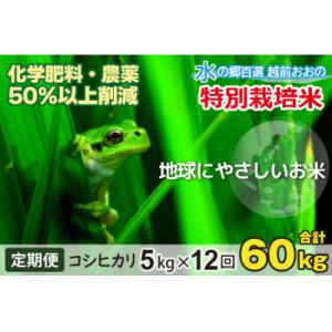ふるさと納税 大野市 【令和7年産】【12ヶ月定期便】こしひかり 5kg × 12回 計60kg【白米】「特別栽培米」