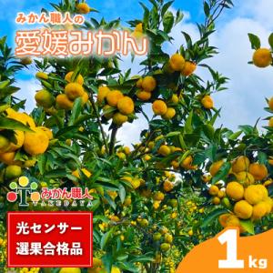 ふるさと納税 愛南町 【高評価☆4.4】 訳あり 愛媛みかん 5kg みかん