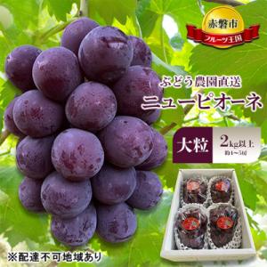 ふるさと納税 赤磐市 2026年 ぶどう農園直送 朝採れ ニューピオーネ 大粒 2kg以上[NO5765-1173]