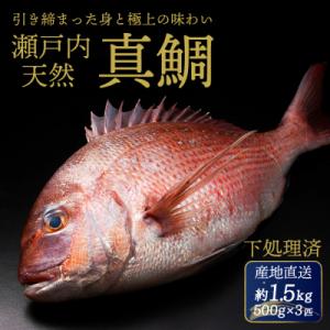ふるさと納税 三原市 瀬戸内産天然真鯛 約1.5kg(500g×3匹/三枚おろし)[154-002]