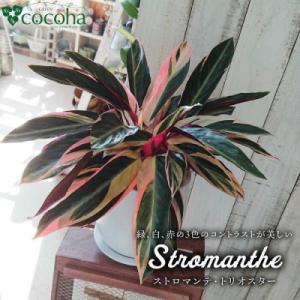 ふるさと納税 糸島市 観葉植物 ストロマンテ・トリオスター [AWB019]