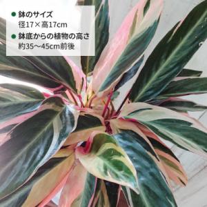 ふるさと納税 糸島市 観葉植物 ストロマンテ・...の詳細画像1