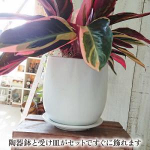 ふるさと納税 糸島市 観葉植物 ストロマンテ・...の詳細画像2