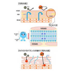 ふるさと納税 糸島市 【全12回定期便】 ブー...の詳細画像2