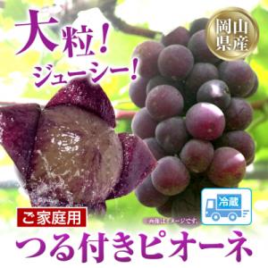 ふるさと納税 笠岡市 岡山県産ニューピオーネ　自家用つる付き1房(530g以上)2房入り　2026年産先行受付　H-34b