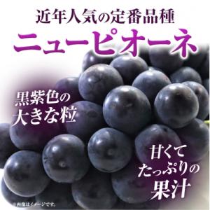 ふるさと納税 笠岡市 岡山県産ニューピオーネ ...の詳細画像1