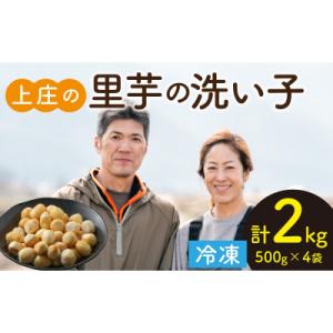 ふるさと納税 大野市 【先行予約】皮むきいらず、煮っ転がしにおすすめ!上庄の里芋の洗い子【冷凍】50...