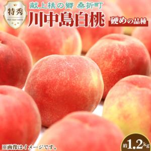 ふるさと納税 桑折町 もも【川中島白桃・2026年産先行受付】特秀1.2kg　桑折町産　JAふくしま未来　桃