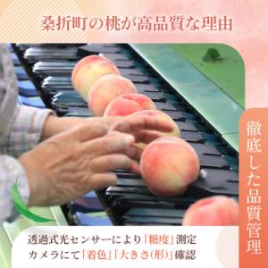 ふるさと納税 桑折町 もも【川中島白桃・202...の詳細画像2