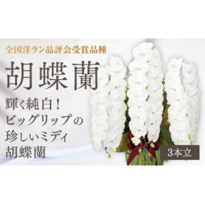 ふるさと納税 山口市 【全国洋ラン品評会受賞品種】ミディ系ホワイト胡蝶蘭『リトルシルキー』3本立[L...