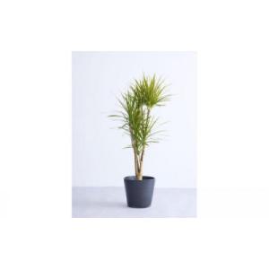 ふるさと納税 横浜市 【鉢付き】ドラセナ・コンシンネ Lサイズ【鉢:ブラック】