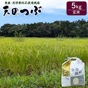 ふるさと納税 南相馬市 天のつぶ 玄米 5kg 令和7年産 | コメ 大粒 栽培期間中農薬・化学肥料不使用 みさき未来