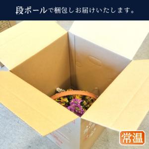 ふるさと納税 焼津市 季節のおまかせ寄せ植えバ...の詳細画像3