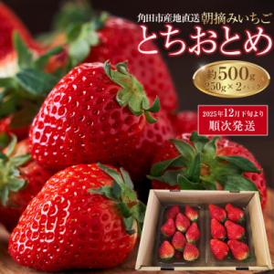 ふるさと納税 角田市 朝摘みいちご「とちおとめ」約500g(250g×2)