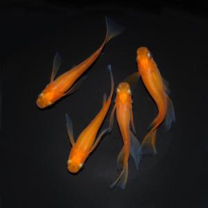 ふるさと納税 飯能市 メダカ「紅帝リアルロングフィン」4匹セット[52210999]