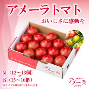 ふるさと納税 小山町 アメーラトマト 人気 トマト アメーラ