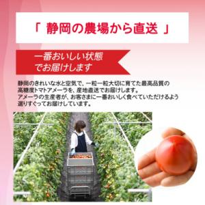 ふるさと納税 小山町 アメーラトマト 人気 ト...の詳細画像1