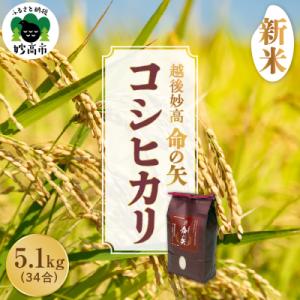 ふるさと納税 妙高市 【先行受付】令和8年産 越後妙高命の矢 コシヒカリ 5.1kg