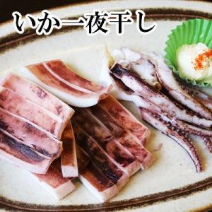ふるさと納税 根室市 いか一夜干し1枚×10P B-32043