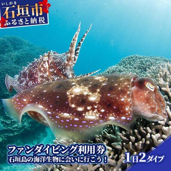 ふるさと納税 石垣市 ファンダイビング利用券　石垣島のマンタ・サンゴ・ウミガメに会いに行こう!