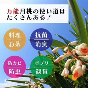 ふるさと納税 石垣市 「月桃の苗」大1株(特別...の詳細画像2