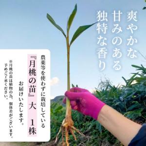 ふるさと納税 石垣市 「月桃の苗」大1株(特別...の詳細画像3