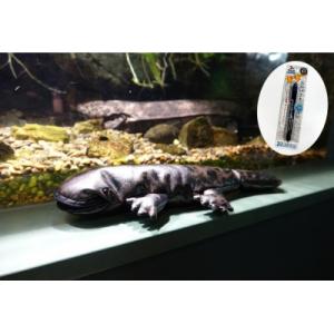 ふるさと納税 各務原市 世界淡水魚園水族館　アクア・トトぎふ　オオサンショウウオペンケース+ボールペ...